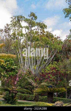 Tropical Botanical Garden in Funchal on Madeira island, Portugal Stock Photo