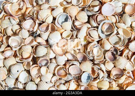 Summer background pattern from seashells. Close-up, top view. Stock Photo