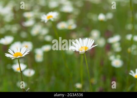 Daisies on the field close-up in selective focus. Blurred pastel summer background. Medicinal wildflowers. Field daisies bloom in the spring in the me Stock Photo