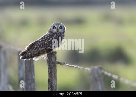 Short eared owl perched close up on farmland fence in winter in France with back lighting and selective focus. Stock Photo