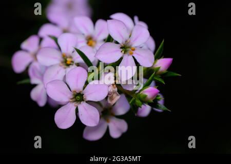 Diosma Flowers Up Close Stock Photo