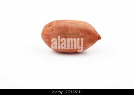 One shelled peanut on white background Stock Photo