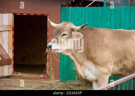 Breeding bull of the Swiss breed in the stall. Stock Photo