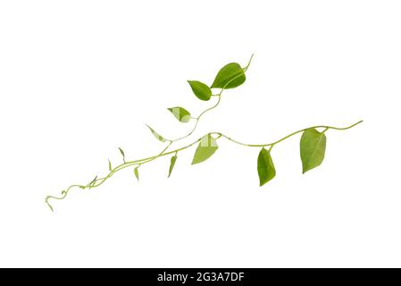 Heart Shaped Green Leaves Jungle Vine Isolated on White Background,  Clipping Path Included Stock Image - Image of heart, hang: 76857667