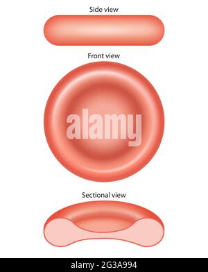 Three views of a Red Blood Cell