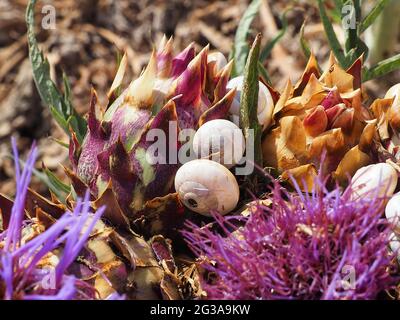 Small white snails on artichoks. Close-up photo with blurred background. Stock Photo