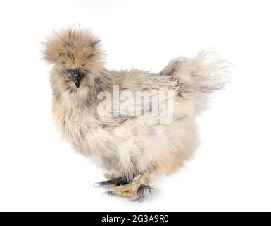 splash Silkie in front of white background Stock Photo