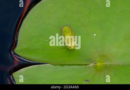 Eastern Sedge Frogs at Mt Coot-Tha Library 