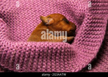 The newborn puppy is wrapped in a warm knitted blanket. Caring care for pets. The puppy is warm and cozy. Stock Photo