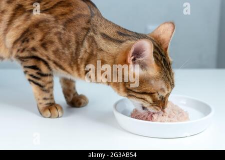 Bengal cat eats canned cat food with tuna from a white ceramic plate. Side view Stock Photo