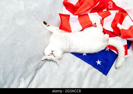 The silver British cat sleeps on the American flag. Patriotic cat. USA symbol. Waiting for the Independence Day. Stock Photo