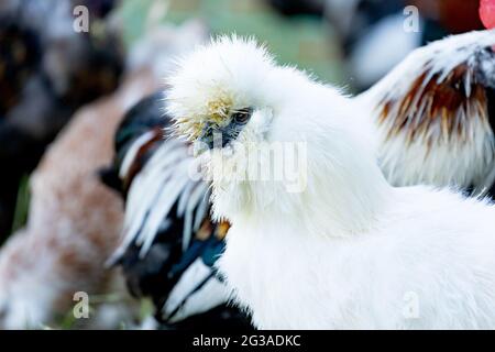 Portrait of a fluffy silkie chicken close up in a farm Stock Photo