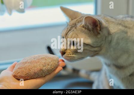 Adult Silver spotted Bengal Cat sniffs raw cutlet in womans hand sitting on the table near the flower. Stock Photo