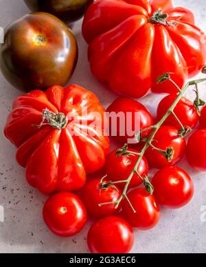 Selection of Rich Ripe Red Tomatoes, Beef Tomatoes, Isolated on a Plain Background Stock Photo