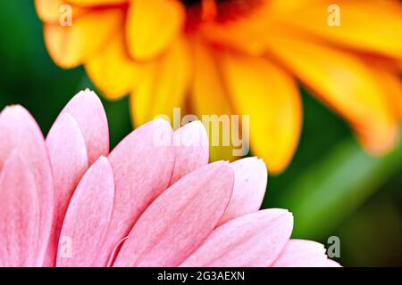 close-up of multicolored gerbera petals as a background Stock Photo