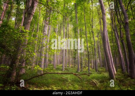 Sun beams through thick trees branches in dense green forest Stock Photo