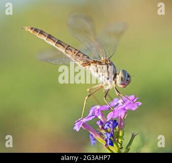 Closeup macro detail of wandering glider dragonfly Pantala flavescens on purple flower in garden Stock Photo