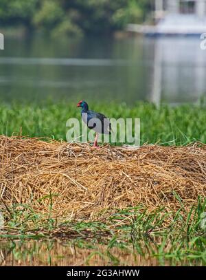 American purple gallinule porphyrio martinicus stood on edge of river bank wetlands in grass reeds Stock Photo