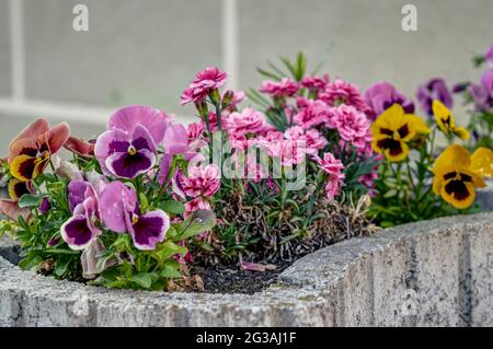 Viola wittrockiana Gams, flowers with colourful petals,colorful pansies, large colour palette, petals purple, yellow, orange, red, pink, red, photogra Stock Photo