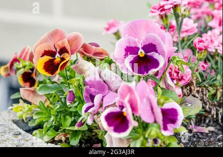 Viola wittrockiana Gams, flowers with colourful petals,colorful pansies, large colour palette, petals purple, yellow, orange, red, pink, red, photogra Stock Photo
