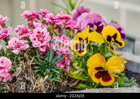 Viola wittrockiana Gams, flowers with colourful petals,colorful pansies, large colour palette, petals purple, yellow, orange, red, pink, red, photogra Stock Photo