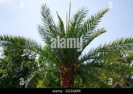 Phoenix sylvestris, also known as silver date palm tree with thick brown trunk Stock Photo