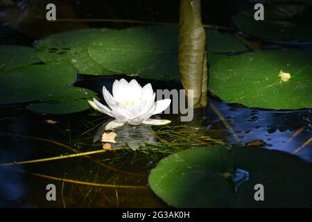 White water lilly sorrounded by leaves in a small lake and highlighted by a ray of sun Stock Photo