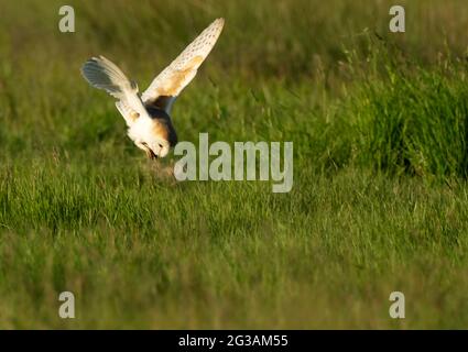 A wild Bran Owl (Tyto alba) dives down on unsuspecting prey, Norfolk