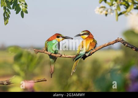 birds of paradise during spring courtship Stock Photo
