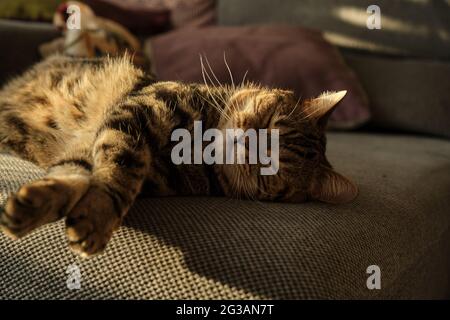 close-up of a sleeping British cat in marble colors Stock Photo