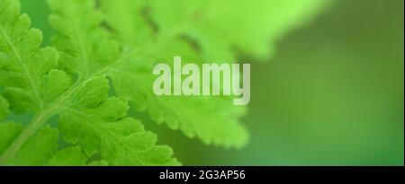 Closeup nature view of beautiful fern on blurred greenery background in garden with copy space for text using as background natural green plants lands Stock Photo