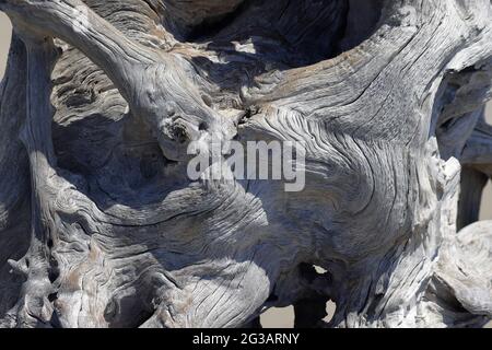 Close-up of dead weathered tree roots Stock Photo