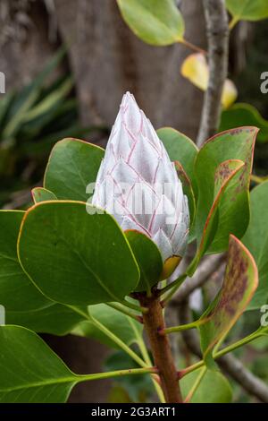 Königsprotea (Protea Cynaroides), Knospe, La Gomera, Kanarische Inseln, Spanien Stock Photo