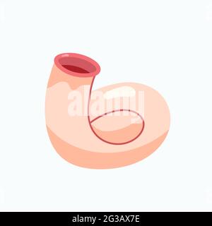 sea shell. Vector illustration isolated Stock Vector