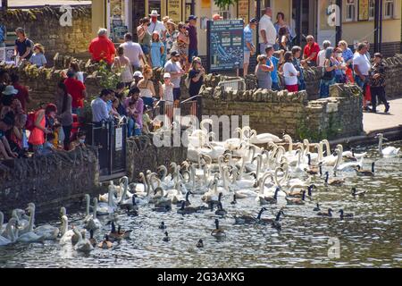 Windsor, UK. 13th June 2021. Visitors admire a large flock of swans on the Thames. Credit: Vuk Valcic/Alamy Stock Photo