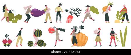 Harvesting vegetables. Fall harvesting, fruits and vegetables cultivation, people working on farm vector illustration. Gardeners with autumn harvest Stock Vector