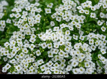 White Sweet Alyssum flowers growing in the garden on a summer time Stock Photo