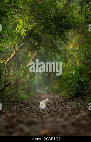 cat in a canopy Stock Photo