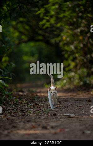 cat in a canopy Stock Photo