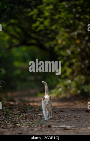 cat in a canopy Stock Photo