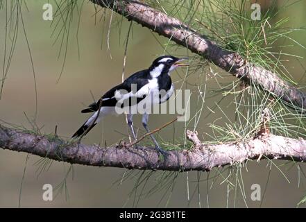 Magpie-lark (Grallina cyanoleuca cyanoleuca) male panting on a hot afternoon south-east queensland, Australia      January Stock Photo