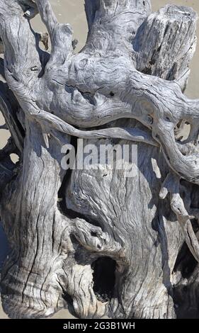 Dead weathered tree roots embedded in a sandy beach Stock Photo