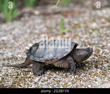 Snapping Turtle close-up profile view walking on gravel in its environment and habitat surrounding displaying dragon tail, turtle shell, paws, nails. Stock Photo