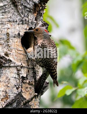 Northern Flicker female close-up view perched and looking in its nest cavity entrance, in its environment and habitat during bird season mating. Image Stock Photo