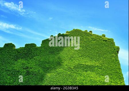 Building facade completely covered by ivy plant leaves under blue sky Stock Photo