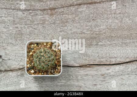 golden barrel cactus in plastic flowerpot on wooden table Stock Photo