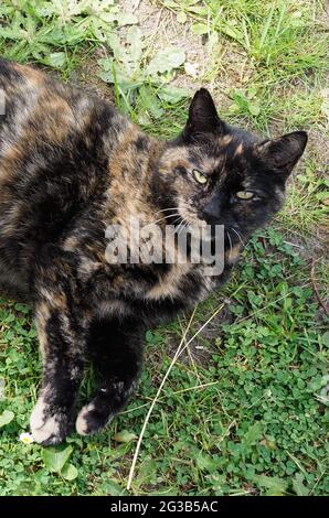 Close-up of a tortoiseshell coloured cat resting on a lawn Stock Photo