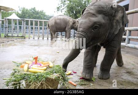 Jinan, China. 14th June, 2021. The elephas maximus is enjoying the Zongzi at the dragon boat festival in Jinan, Shandong, China on 14th June, 2021.(Photo by TPG/cnsphotos) Credit: TopPhoto/Alamy Live News Stock Photo