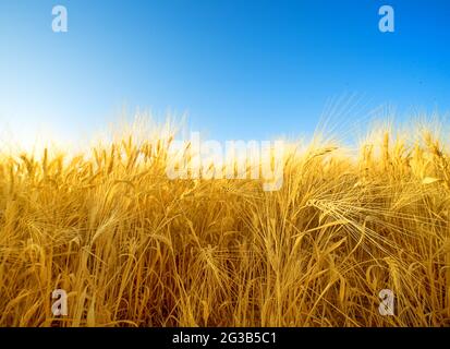 Field of ripe golden barley with fuzzy beards, natural pattern Stock Photo