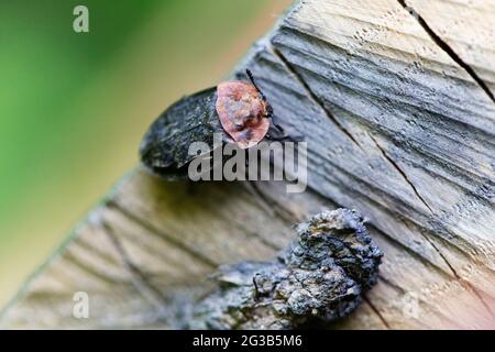 Silphidae Carrion beetle Oiceoptema thoracica Stock Photo